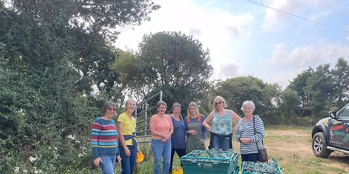 Gleaning savoy cabbages