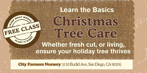 Christmas Tree Care \ud83c\udf84\u2728