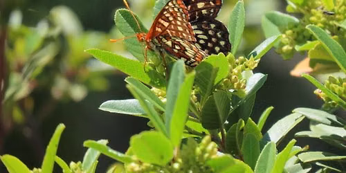 Butterflies of Pepperwood - Field Class