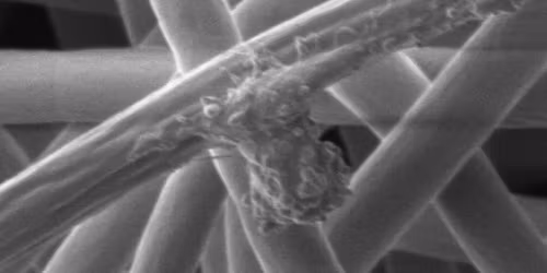 Animal Physiology 2026