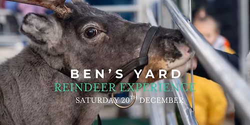 Ben's Yard Reindeer Experience