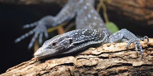 FALCONERS July 2026 Potter Park Zoo