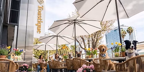 LA Dog Moms Spring Garden Mother\u2019s Day Brunch