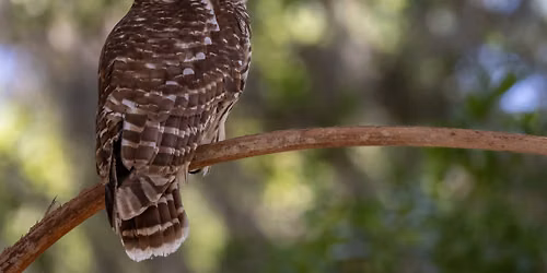 Owls in Seattle: Watching, Listening, Waiting
