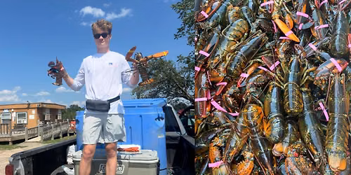LIVE MAINE LOBSTER! 15$ PER LOBSTER! FRESH FROM THE OCEAN! - ITHACA NY! DETAILS IN DESCRIPTION
