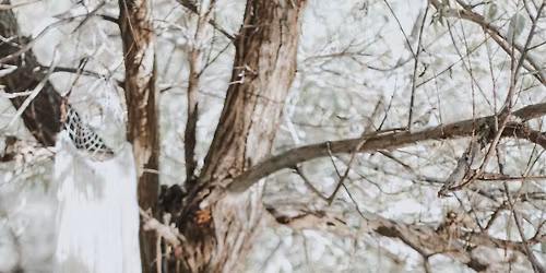 Totem Holiday Bazaar + Classes