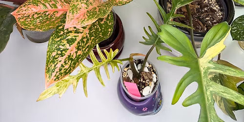 Mid-Michigan Plant People\u2019s Fall Plant & Art Sale