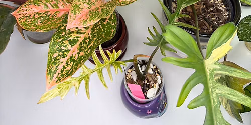 Mid-Michigan Plant People\u2019s Fall Plant & Art Sale