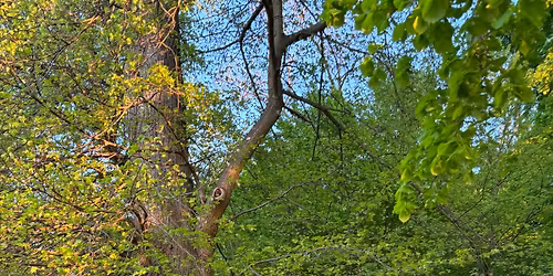 WaldZeit