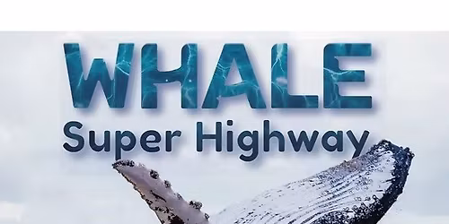 Whale Super Highway (Free Immersice Film)
