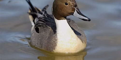 Queer Birders Club October:  Fir Island  Farm Reserve in Skagit