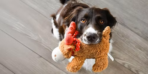 Stuffed Animal Adoption Day