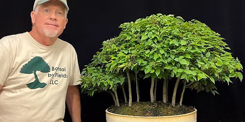 Japanese Silverberry as Shohin Bonsai Workshop