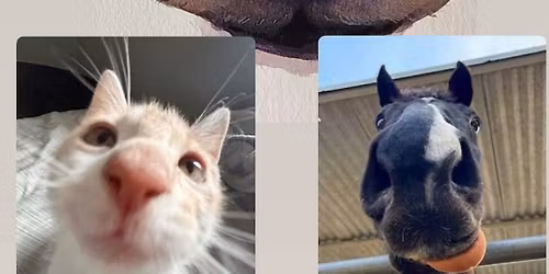 Paint Your Pet - Too Close Edition 