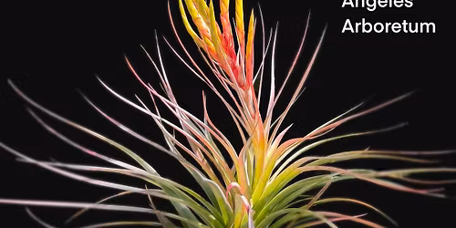 November LAIFS Program