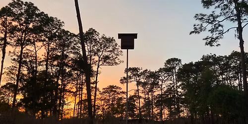 Nightfall at Chinsegut: Bats and Beyond