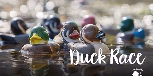 Duck Race