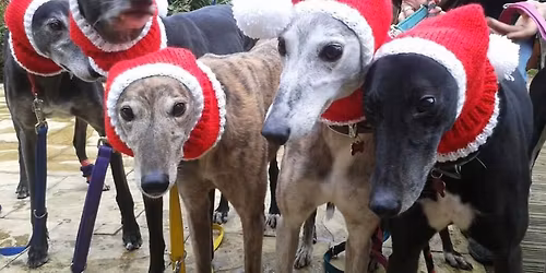 Christmas Plant 4 walk