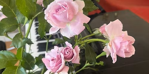 Propagation Workshop and Plant Sale