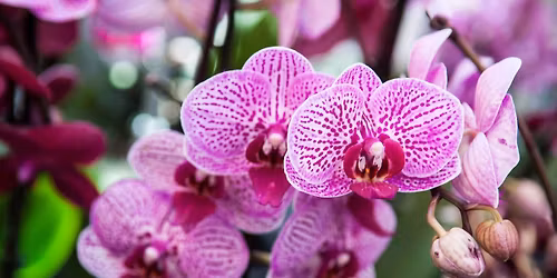 Mobile Area Orchid Society\u2019s Annual Orchid Show and Sale