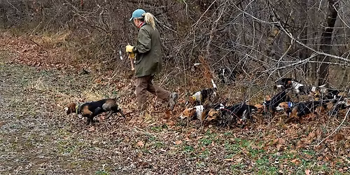 Hills Bridge Beagles at Bush Farm