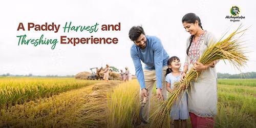 A Paddy Harvest and Thrashing Experience
