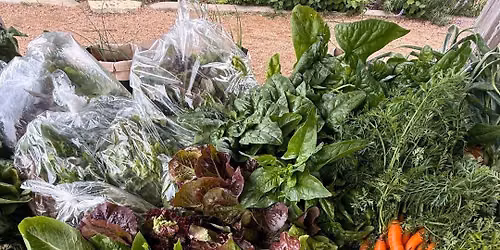 Harvest Day at Herff Farm