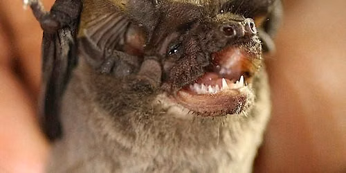 Halloween Nature Night Hike w\/ Joey Curti, Bat Biologist!