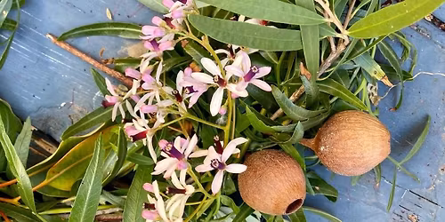 Natural Christmas Wreath making