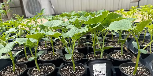 Fat Rabbit Farms Plant Sales