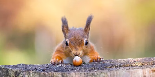 Think Like A Squirrel!