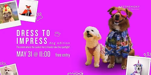 Dress to impress \/ dog edition