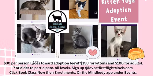 Kitten Yoga Adoption Event 