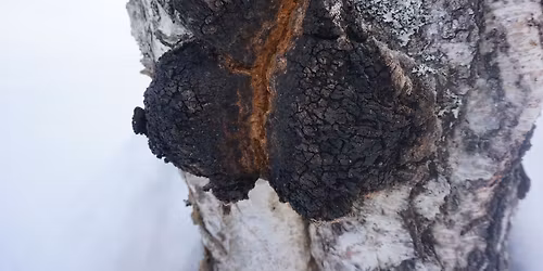 Chaga Time & Breathwork