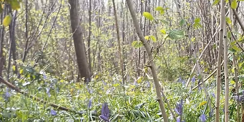 Community walk in Oaken Wood