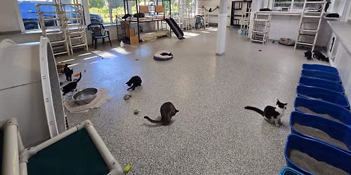Paws and Claws Showcase