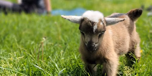 Goat Yoga at Blue Heron Farm