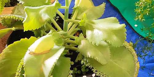 Plant Sale Fundraiser (Scotland County Campus)