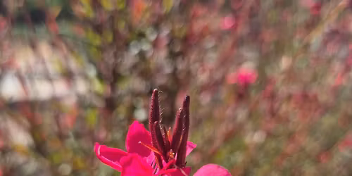 Reiki Share Day November 2025