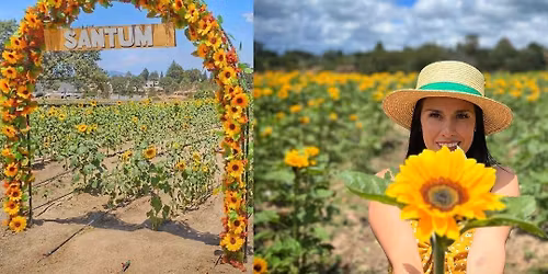 SANTUARIO DE GIRASOLES, MUSEO INTERACTIVO DE LA ABEJA Y MINAS DE TIZA