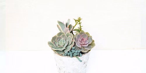 Holiday Succulent Workshop