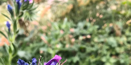 Friend of Chorlton Park Easter Event