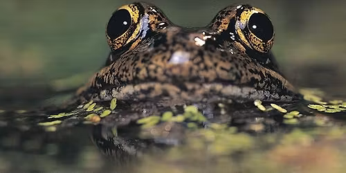 Lecture: Protecting the CA Red-Legged Frog