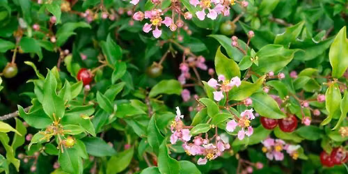 Free Mini-Workshop: Food Forest Friday