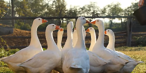 M\u00e1rton-napi Ny\u00e9ki Kincsek Piaca