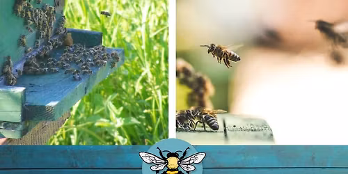 Honeybee Swarms: What to Know and What to Do