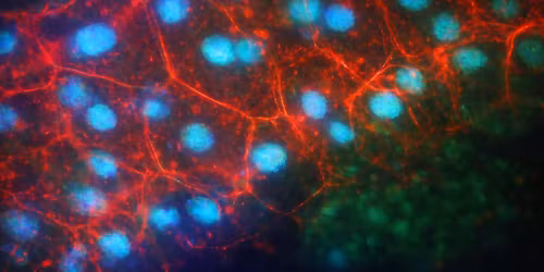 26. Kolozsv\u00e1ri Biol\u00f3gus Napok