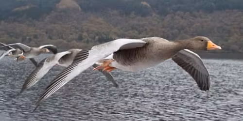 M\u00e1rton-napi Libasor