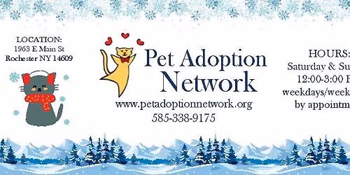 Meet our adoptable cats!