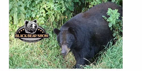International Black Bear Show